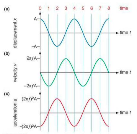 Simple Harmonic Motion