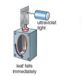 The photoelectric effect